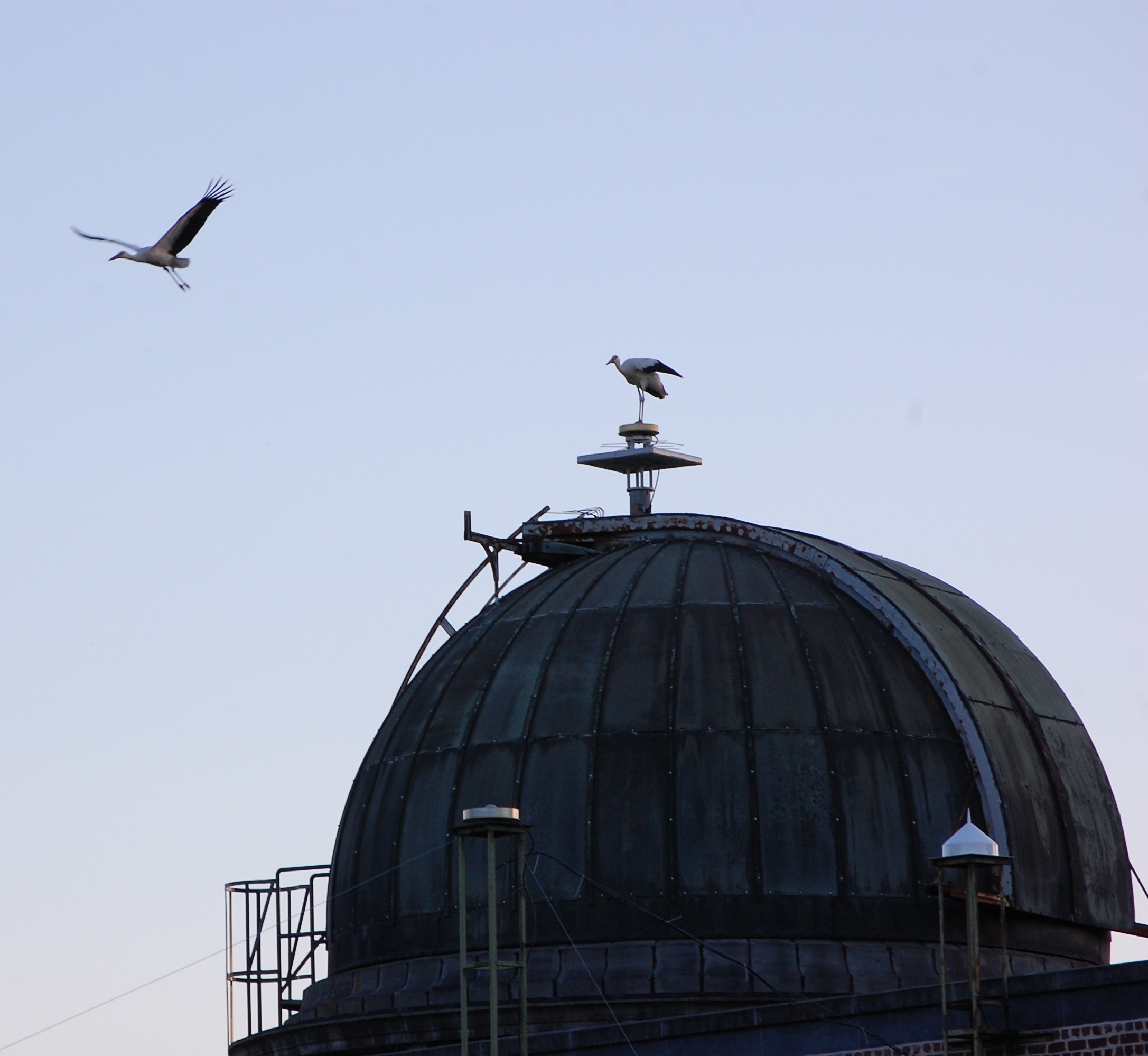 BRUX antenna
